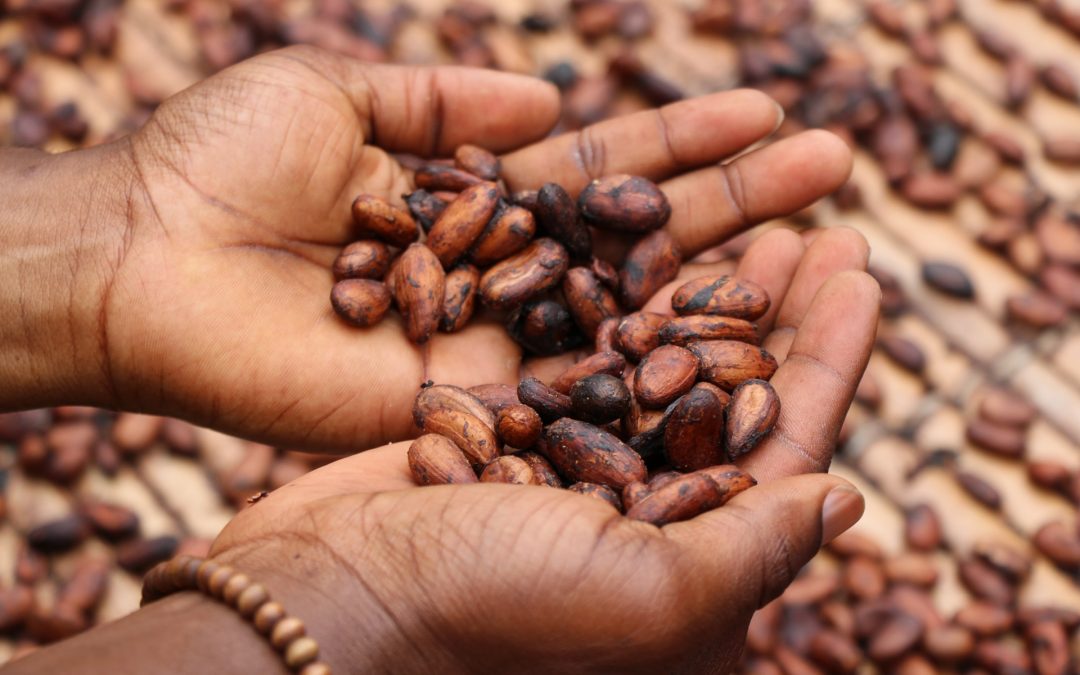 Amoureux du chocolat, decouvrez le bean to bar !