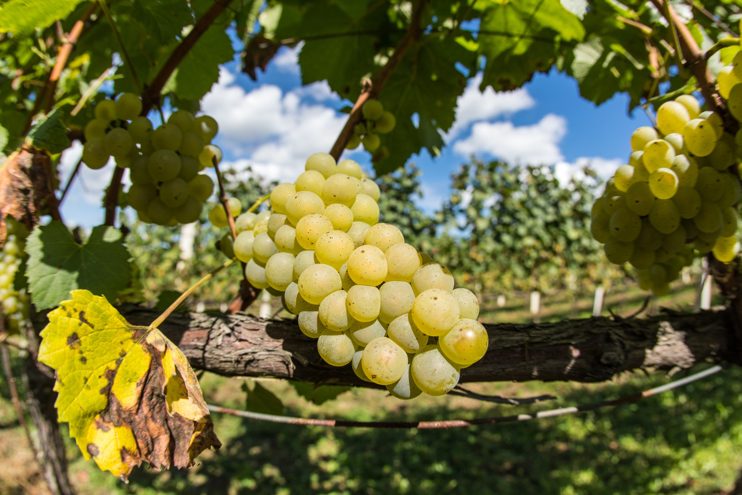 belles grappes de raisins blancs